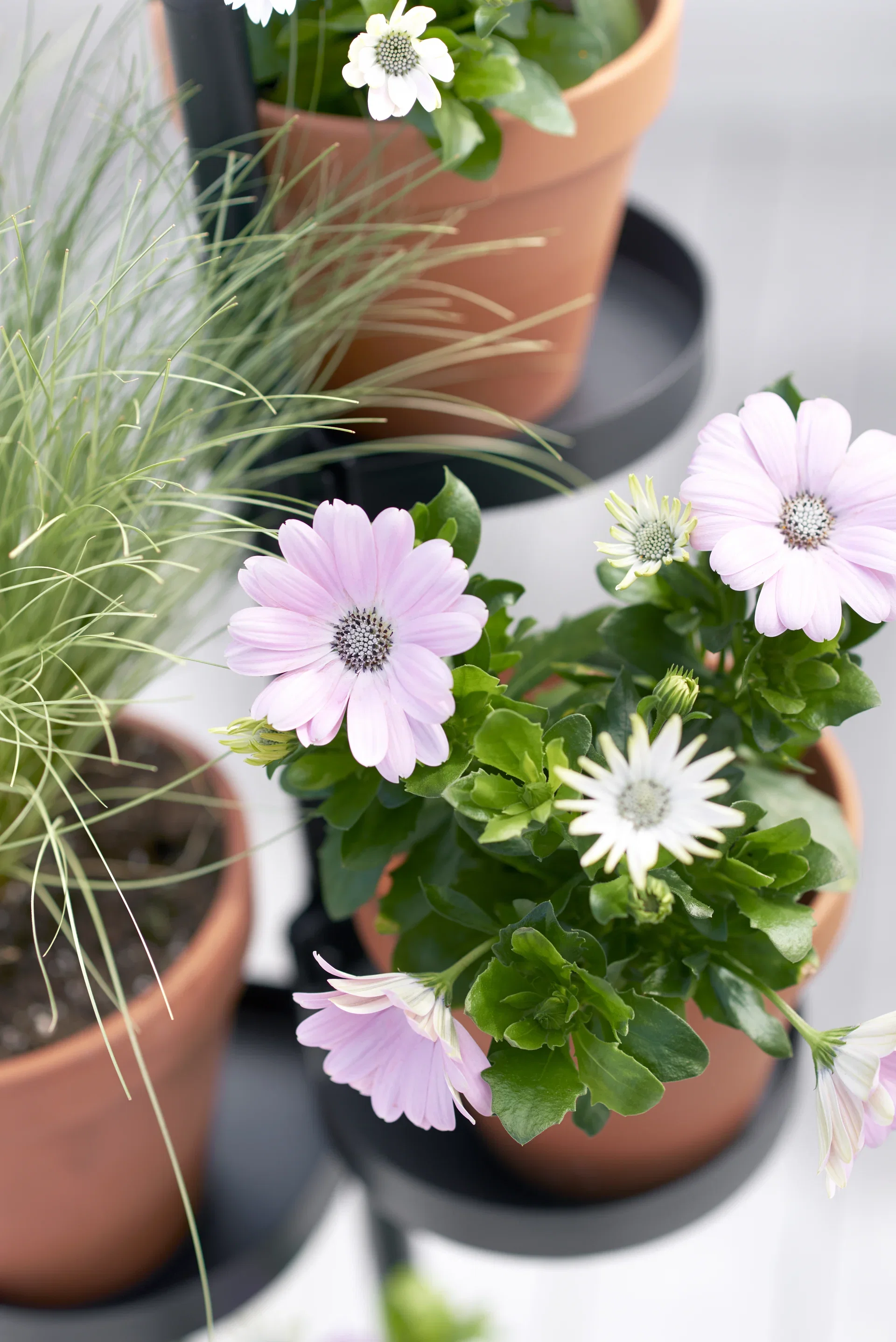 Osteospermum ecklonis Spansk margeritt Ø11 cm