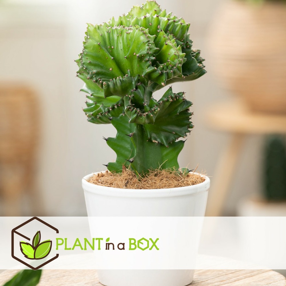 Euphorbia mix - mélange de 2 plantes - pot 12cm - hauteur 25-30cm