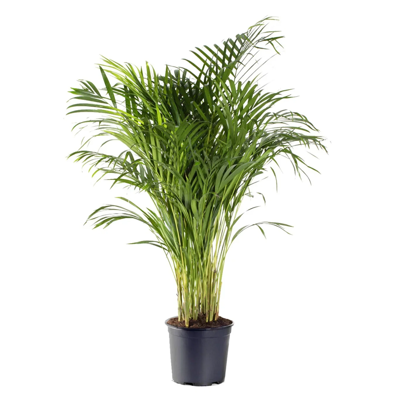 Dypsis lutescens Arekapalme Høyde 170 cm