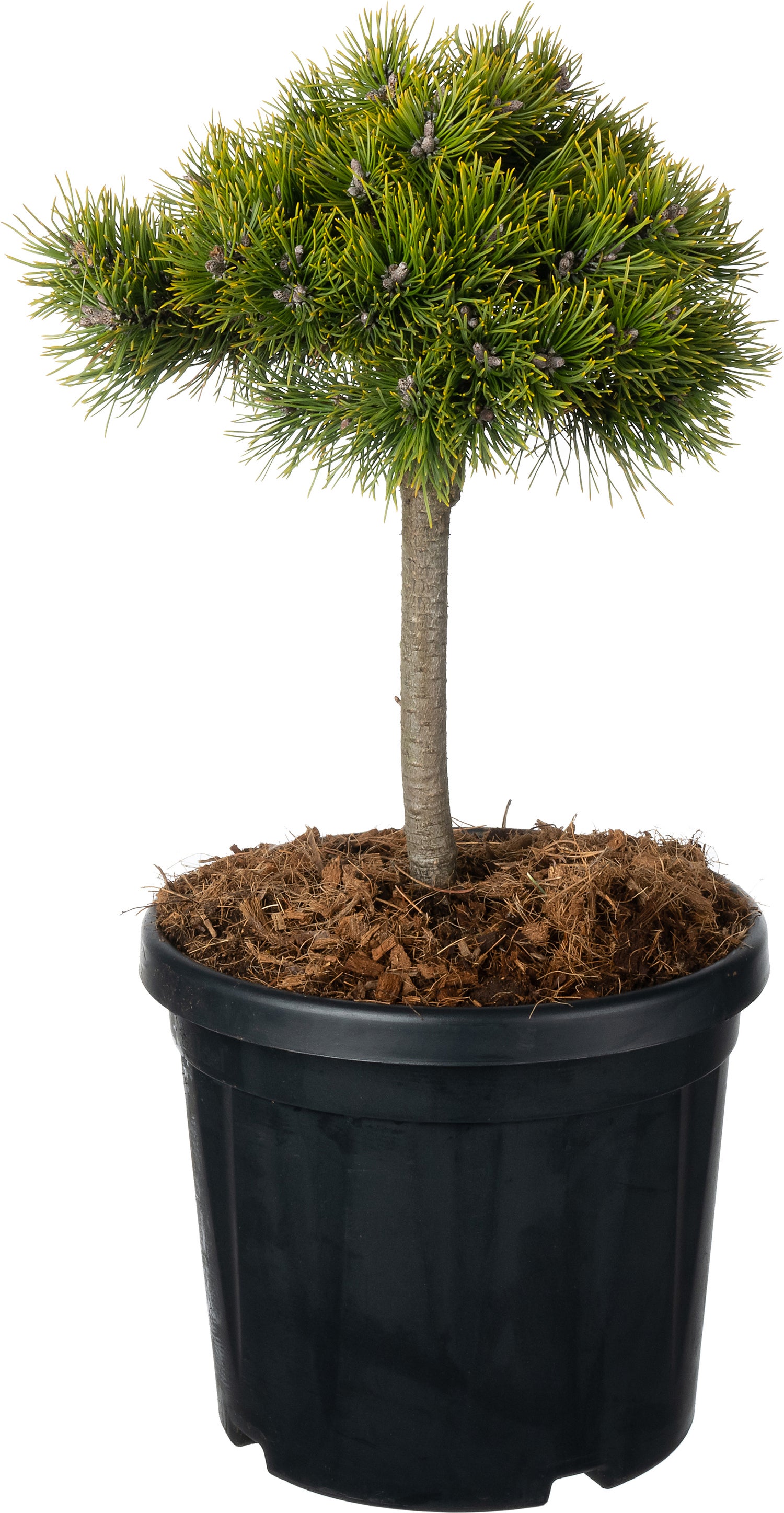 Bergden (Pinus mugo 'Grüne Welle') D 23 H 60 cm