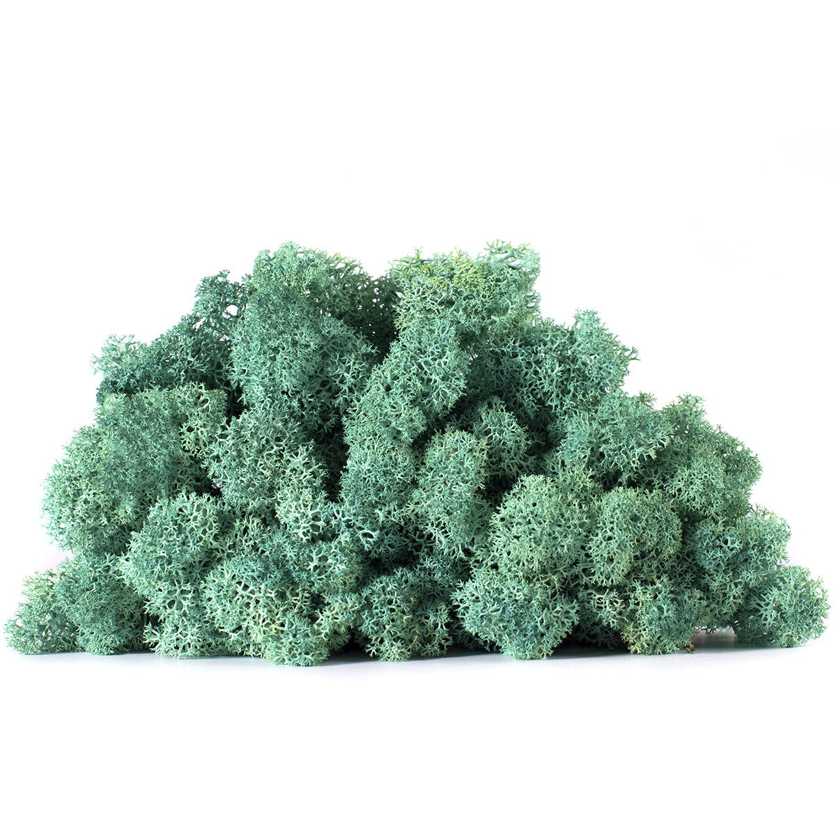 Lic/0587 lichen stabilisée vert pacifique w-box 0,5 kg