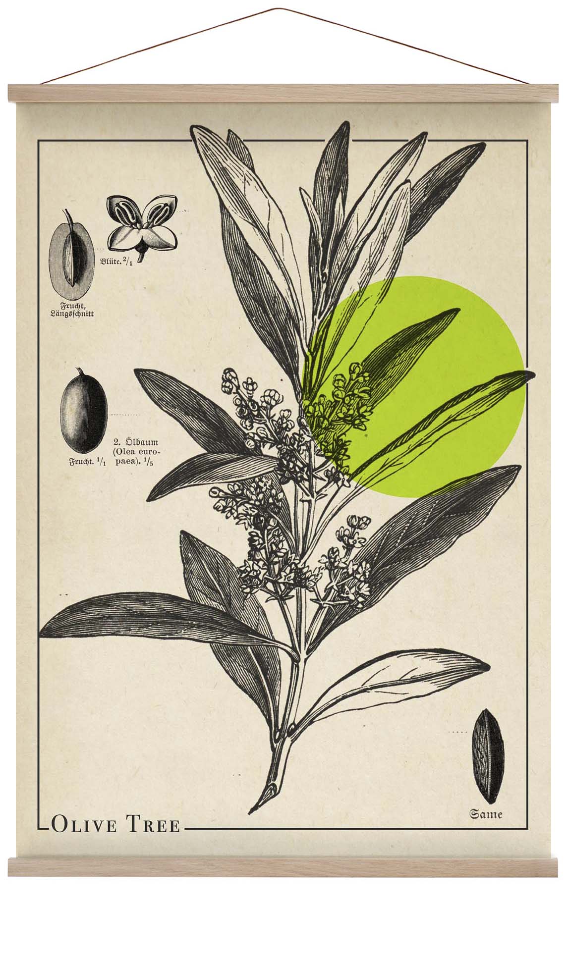 Olivenbaum antik