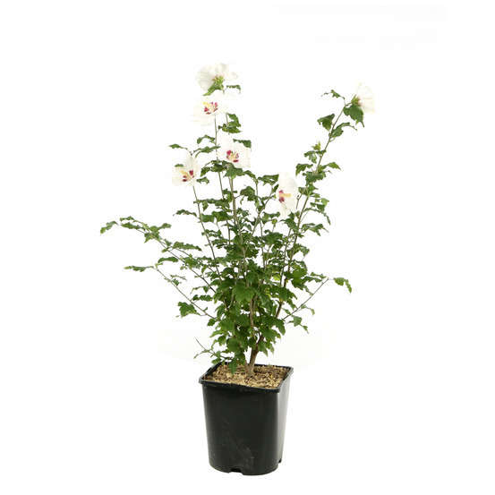 Hibiscus syriacus : ctr 4 litres