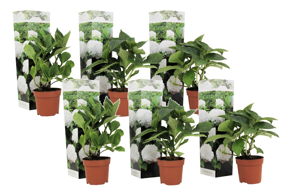 Hydrangea macrophylla - blanc - set de 6 - hortensia - pot 9cm - hauteur 25-40cm