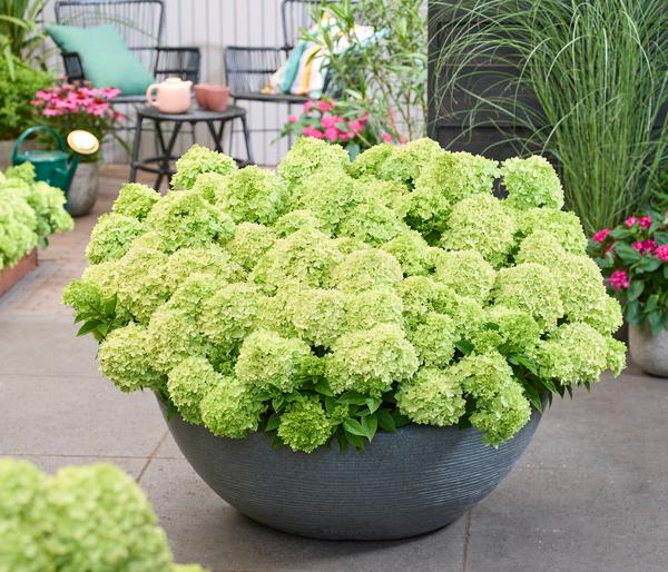 Bodendecker-Rispen-Hortensie Groundbreaker®