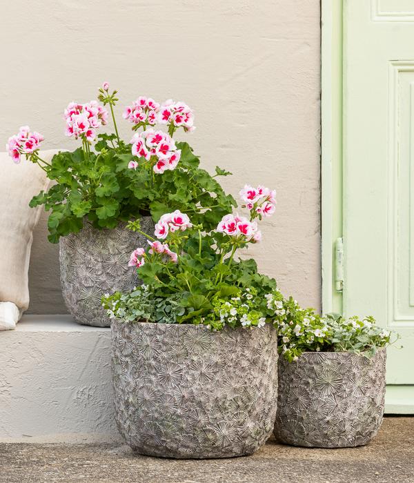 Beet- & Balkonpflanzen-Set Balkonidylle,