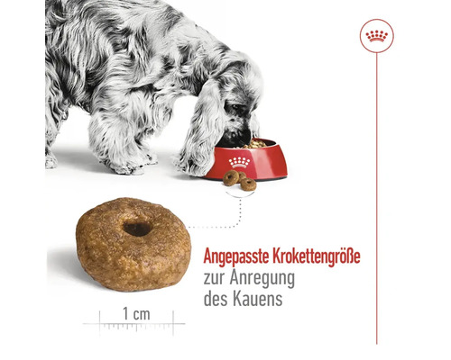 Droog hondenvoer, ROYAL CANIN SHN Medium Ageing +10 3 kg