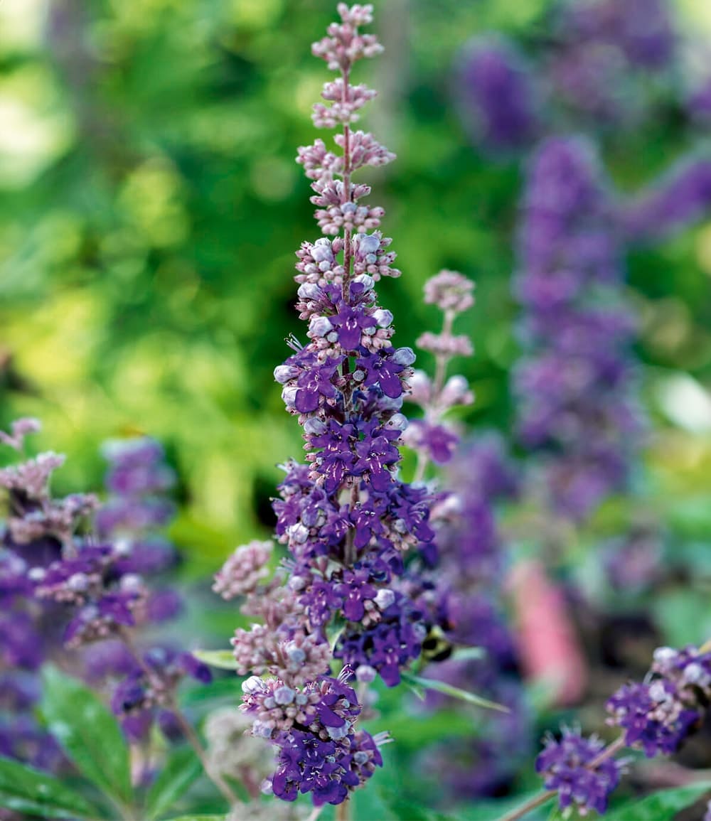 Mönchspfeffer 'Queen Bee®'