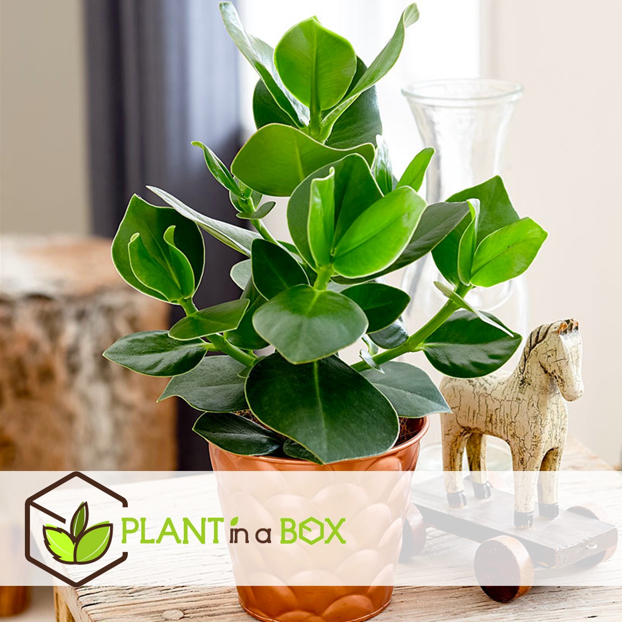 Alocasia, clusia, areca - mélange de 2 - pot 17cm - hauteur 50-70cm