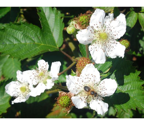 Brombeere 'Asterina'
