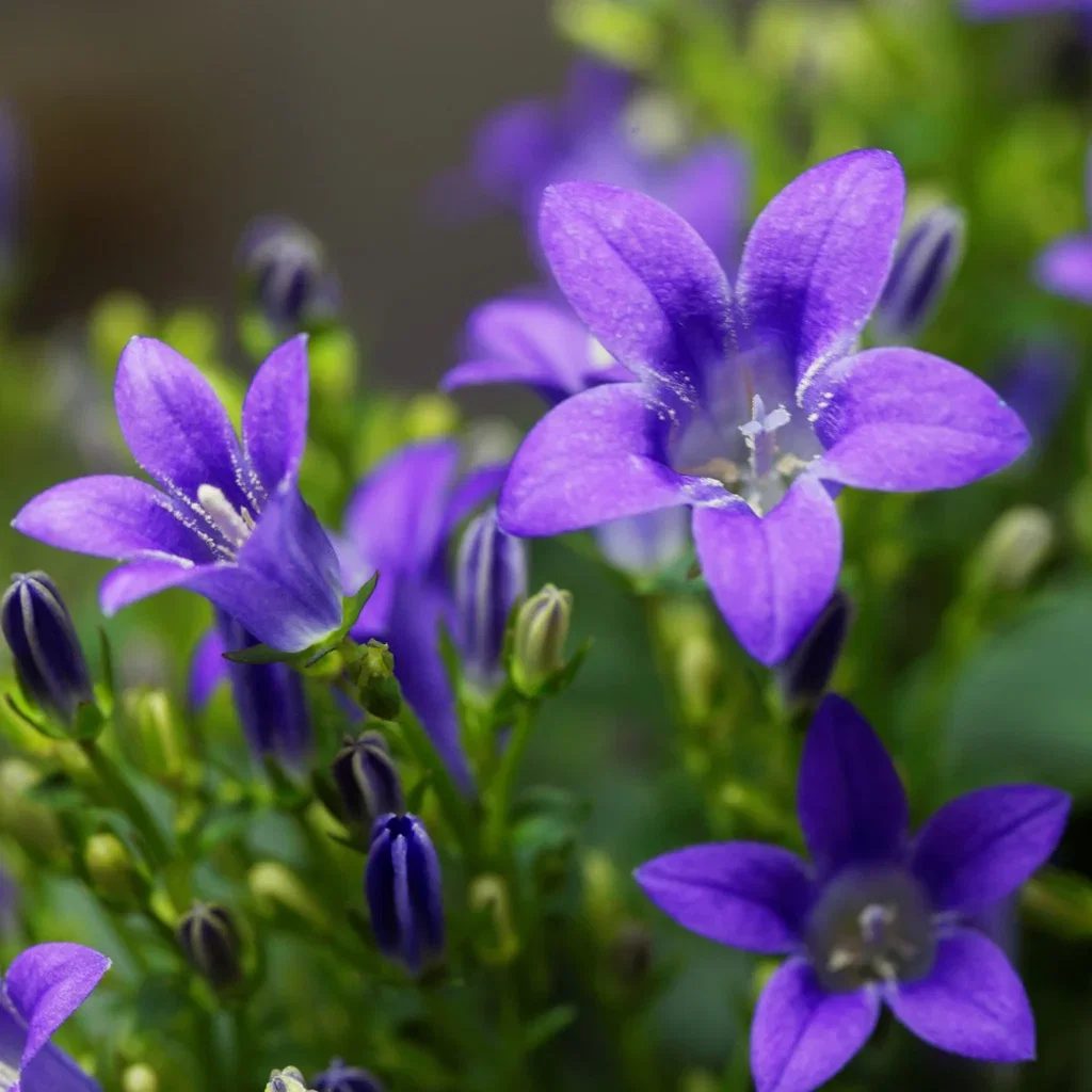 Campanula portenschlagiana Krypklokke Ø11 cm