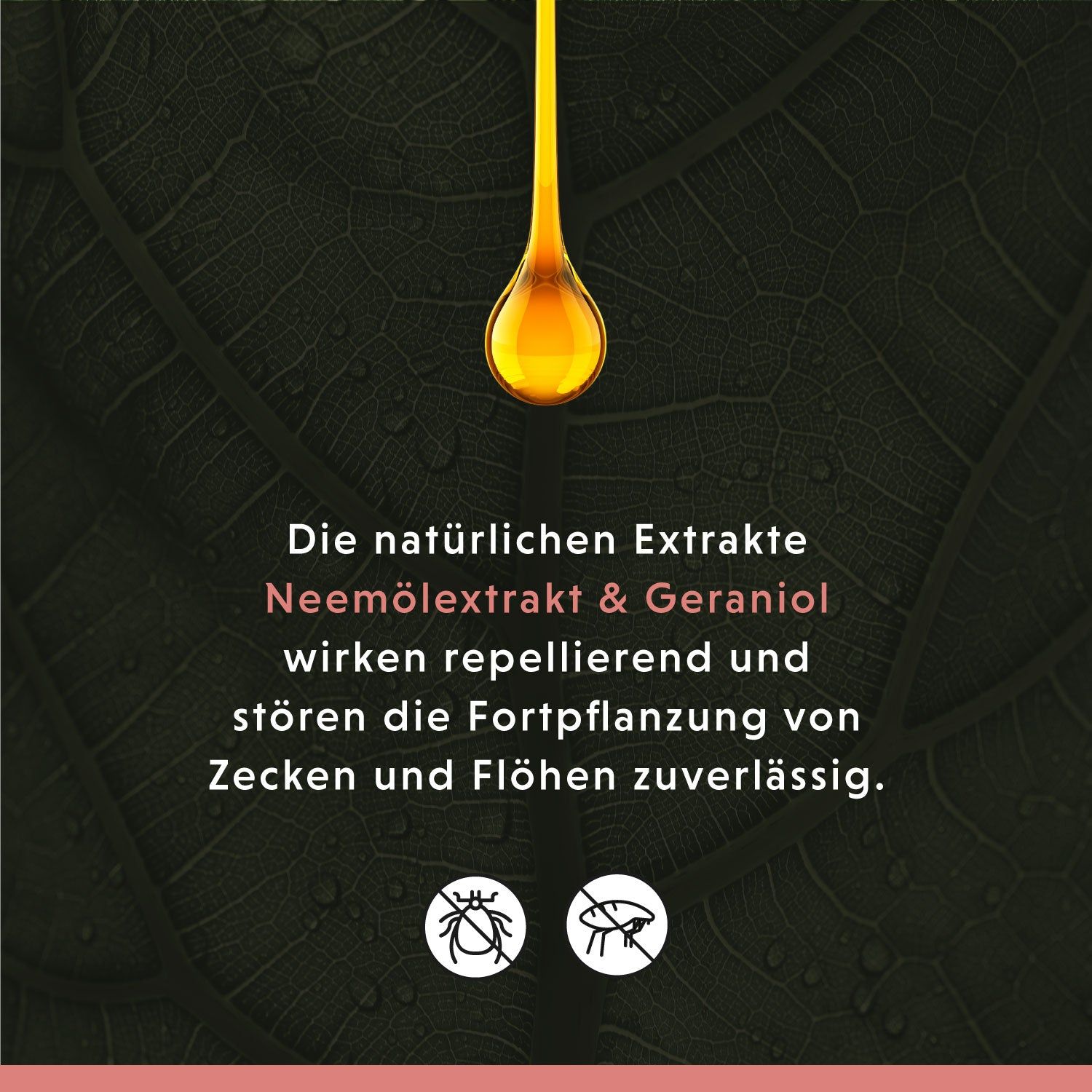 Annimally Anti Ecto Zecken- & Floh-Shampoo
