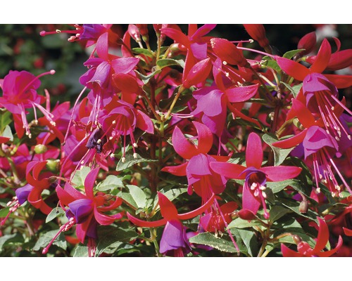 Fuchsia FloraSelf Fuchsia Cultivars Ø 10,5 cm pot
