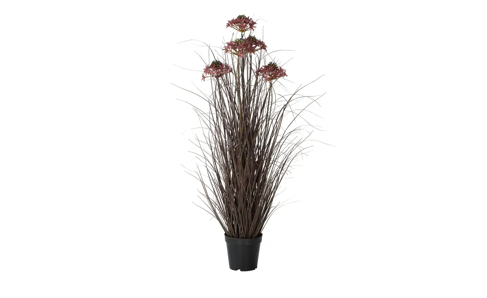Grasbüschel mit Blüten