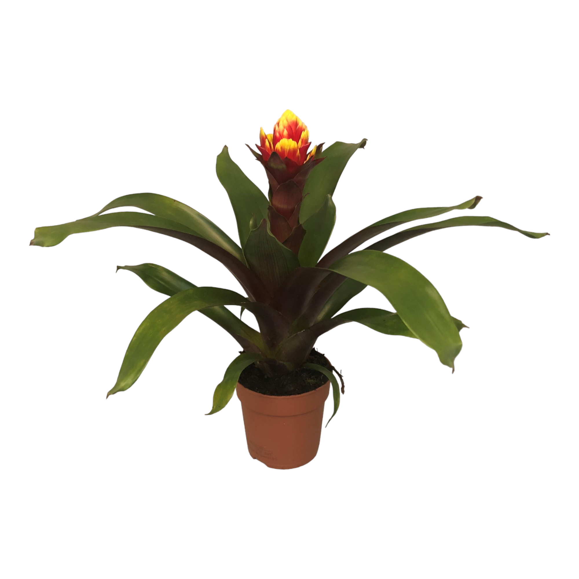 Plante d'intérieur - guzmania crown 45.0cm