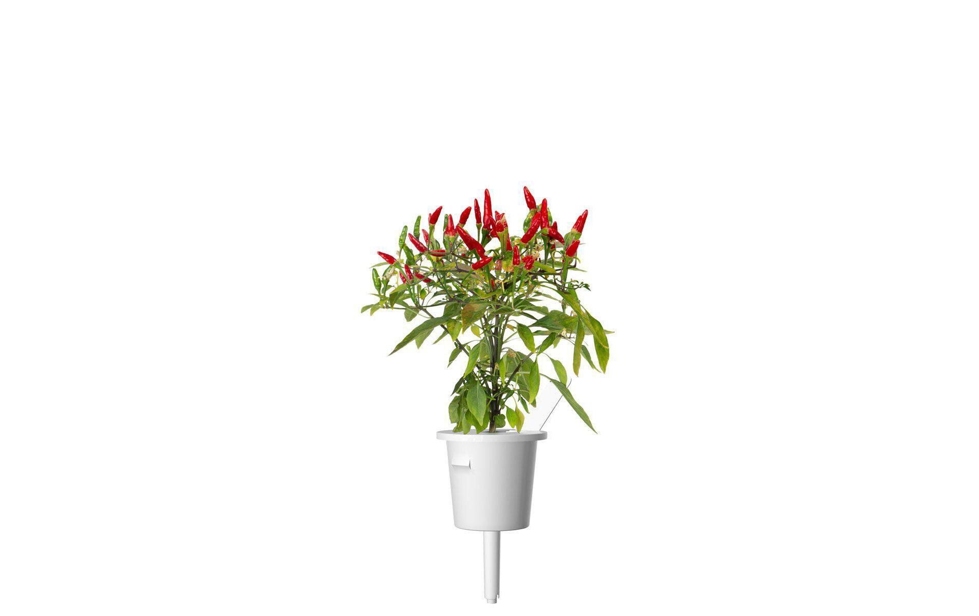 Samen Piri Piri ChiliPflanzenkapseln für die Verwendung in Tregren-Kräutertöpfen