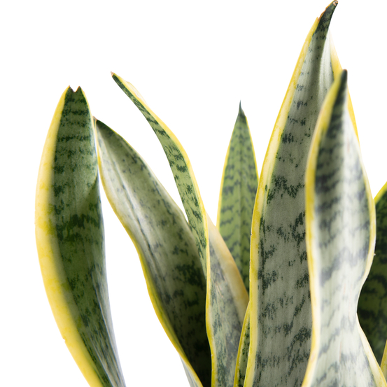 Sanseveria Laurentii - pot D12cm