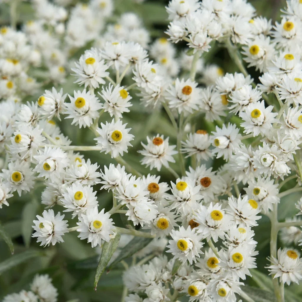 Anaphalis triplinervis Sølvevigblomst Ø11 cm