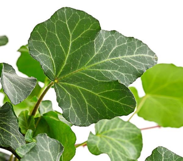 Efeu - Hedera helix, Ampel