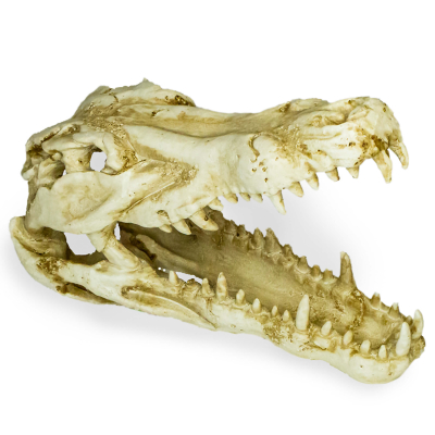 Lucky Reptile Terrariendekoration Deco Skull Krokodil