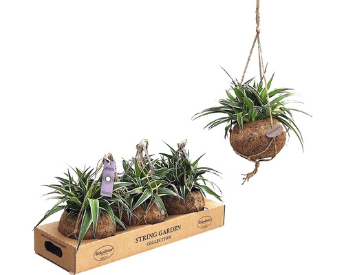 Kokodama hangplant (Chlorophytum comosum) FloraSelf, hoogte 25-30 cm, diameter pot 15 cm