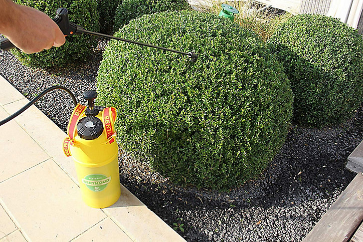 Insecticide pyrale du buis SOLABIOL 6 x 2,5g