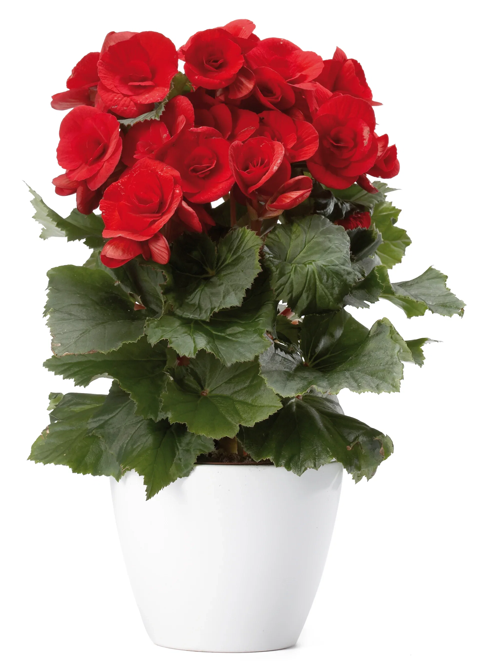 Begonia Bigflower Red 12cm Begonia Høyde 25 cm