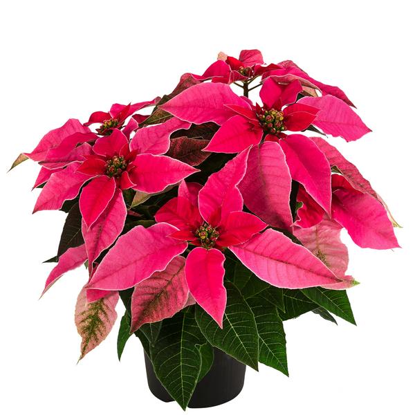 Weihnachtsstern - Euphorbia pulcherrima
