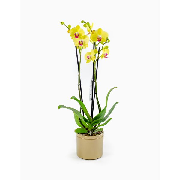 Flores no Cais Orquídea Phalaenopsis (Amarela)
