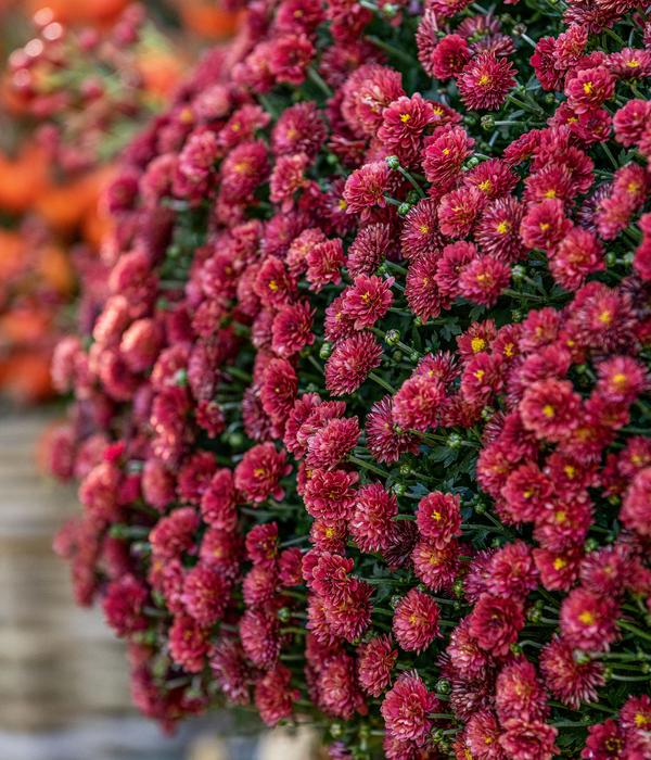Herbst-Chrysantheme