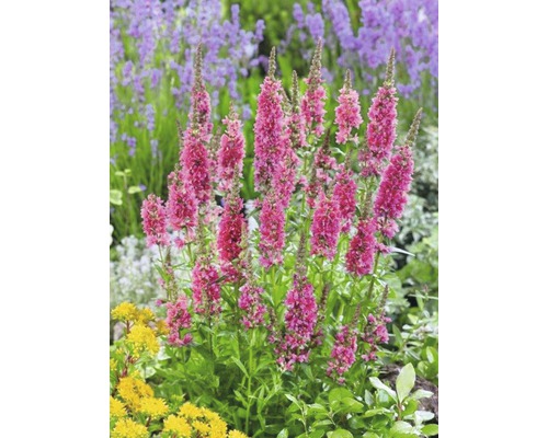 Vaste planten in diverse soorten FloraSelf H 15-30 cm Co 2 L