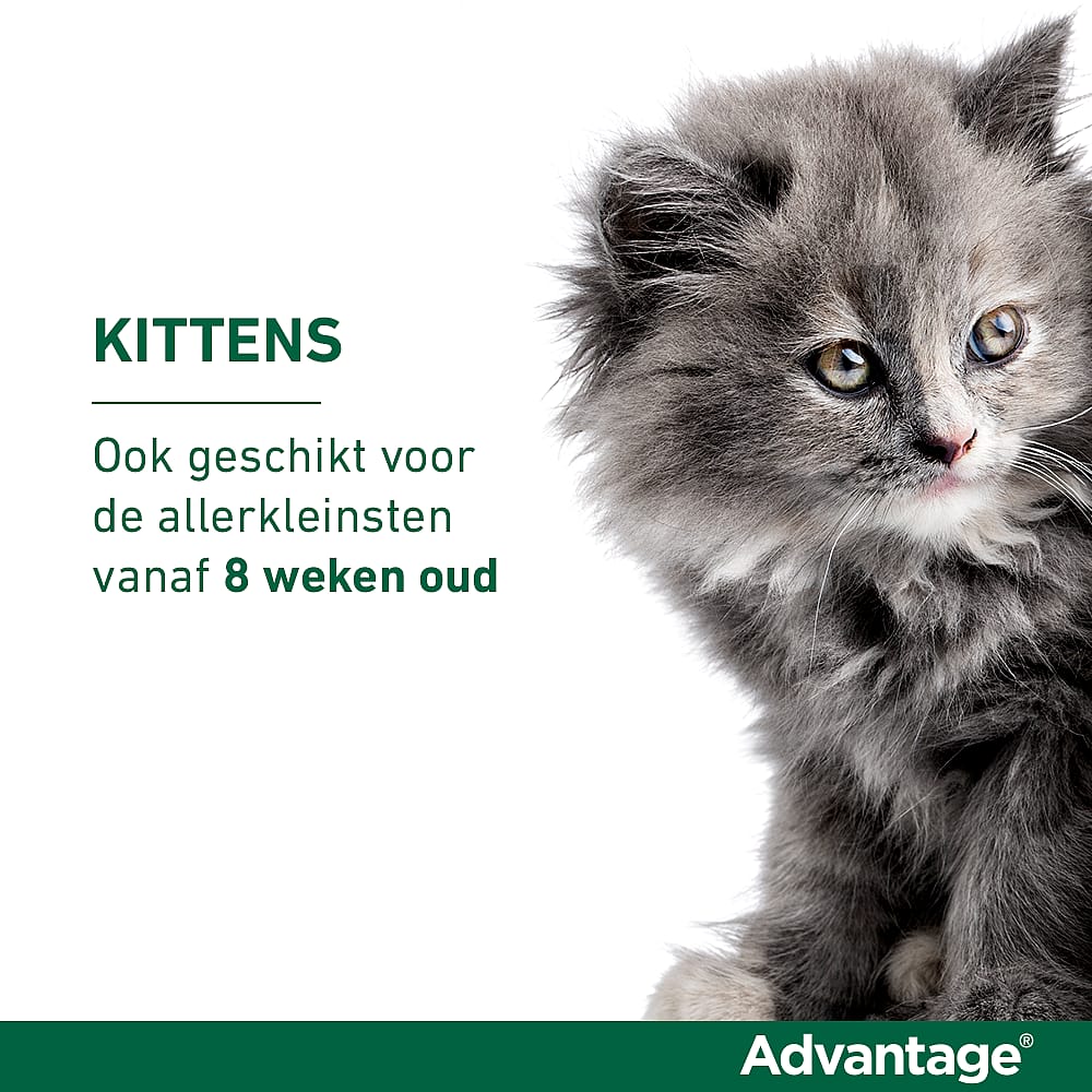 Advantage kat 40 vlooienmiddel