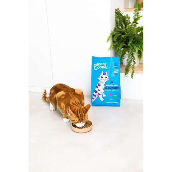 Croquettes au saumon pour chat 2kg