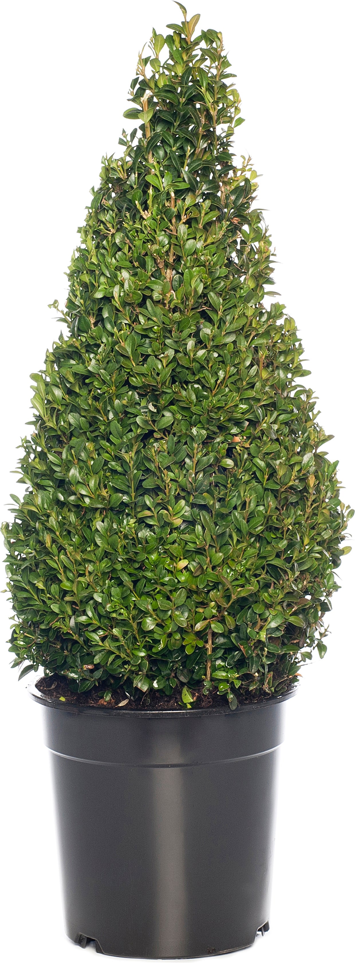 Buxus kegelvorm (Buxus sempervirens) D 23 H 50 cm