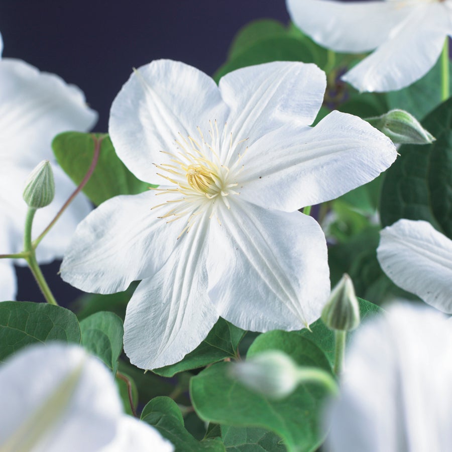 Bosrank (Clematis 'Madame Le Coultre') D 23 H 117 cm