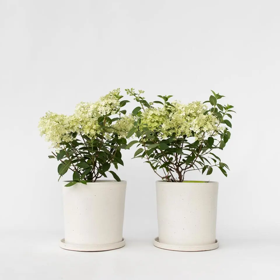 Pluimhortensia - Set van 2 - Hydrangea 'Bobo' - Hoogte 25-40cm - ⌀19cm