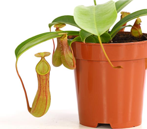Kannenpflanze - Nepenthes