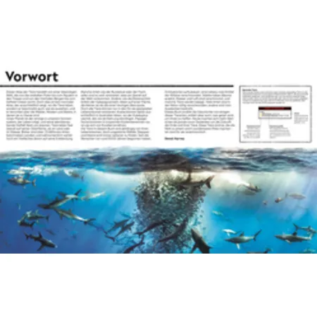 DK Verlag Wo in aller Welt? Tiere