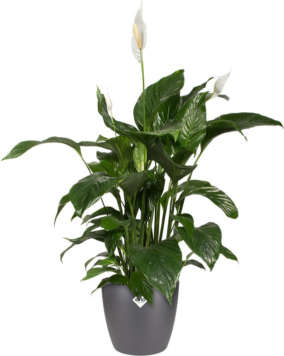 Elho bloempot Brussels antraciet D 20 H 18,7 cm