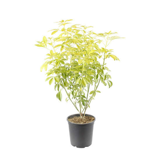 Choisya Ternata sundance : H30/40cm Pot 3L