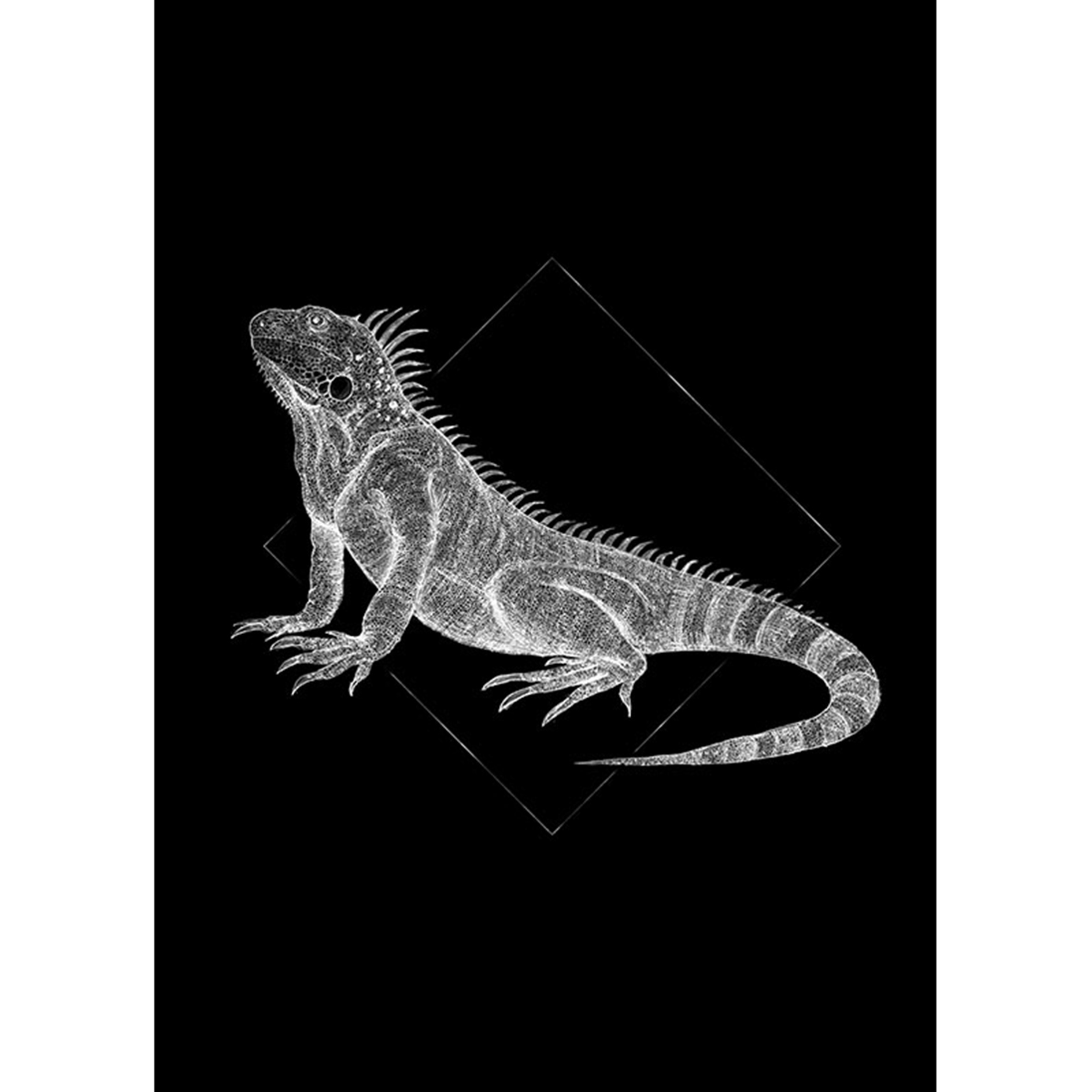 Wandbild IGUANA BLACK - schwarz-weiß - 50x70 cm