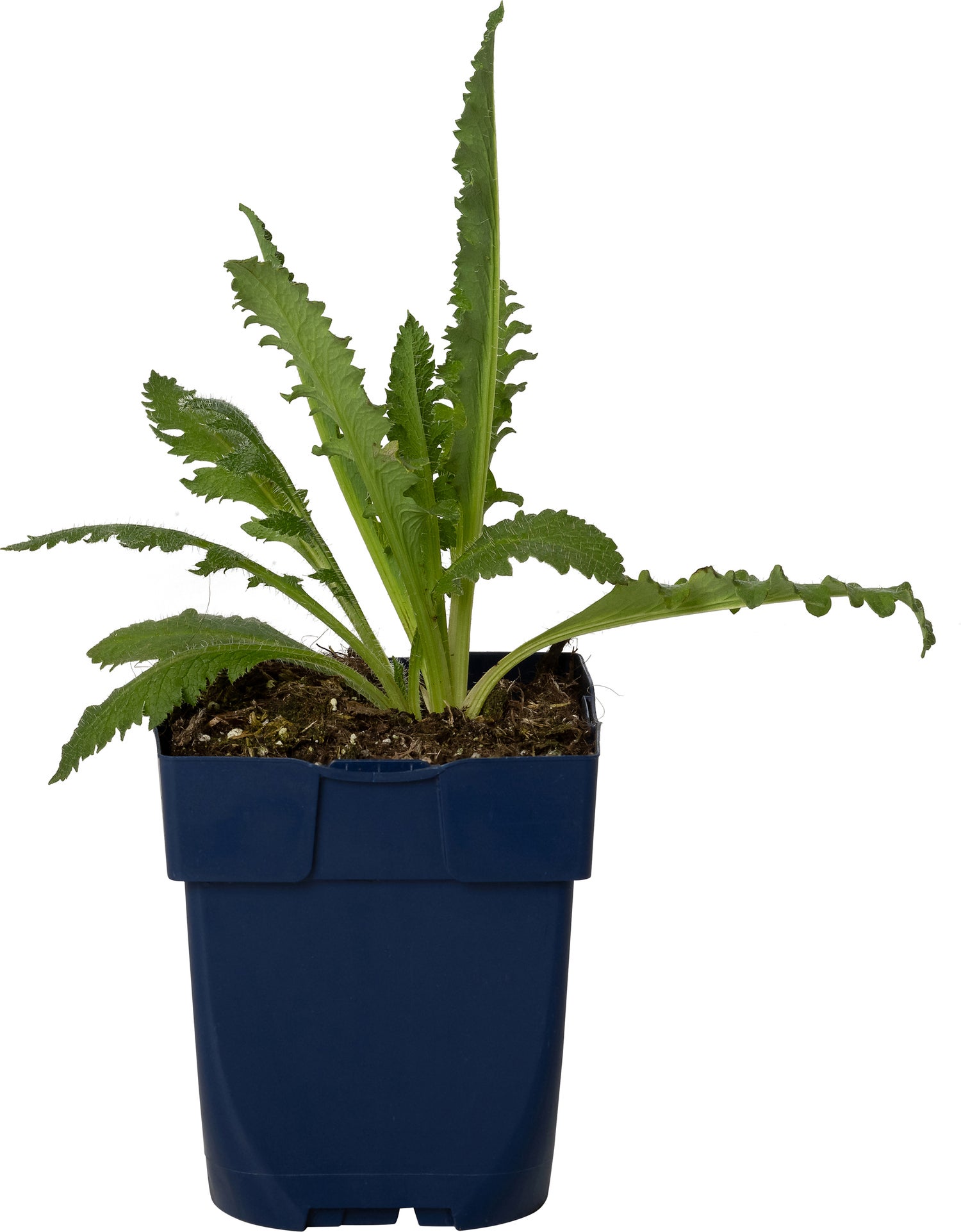 Papaver (Papaver orientalis 'Salmon Glow') D 11 H 80 cm