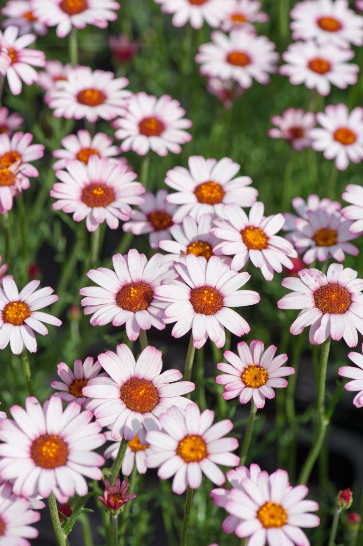 Marrokaanse Margriet (Rhodanthemum hosmariense 'Marrakech') D 11 H 15 cm