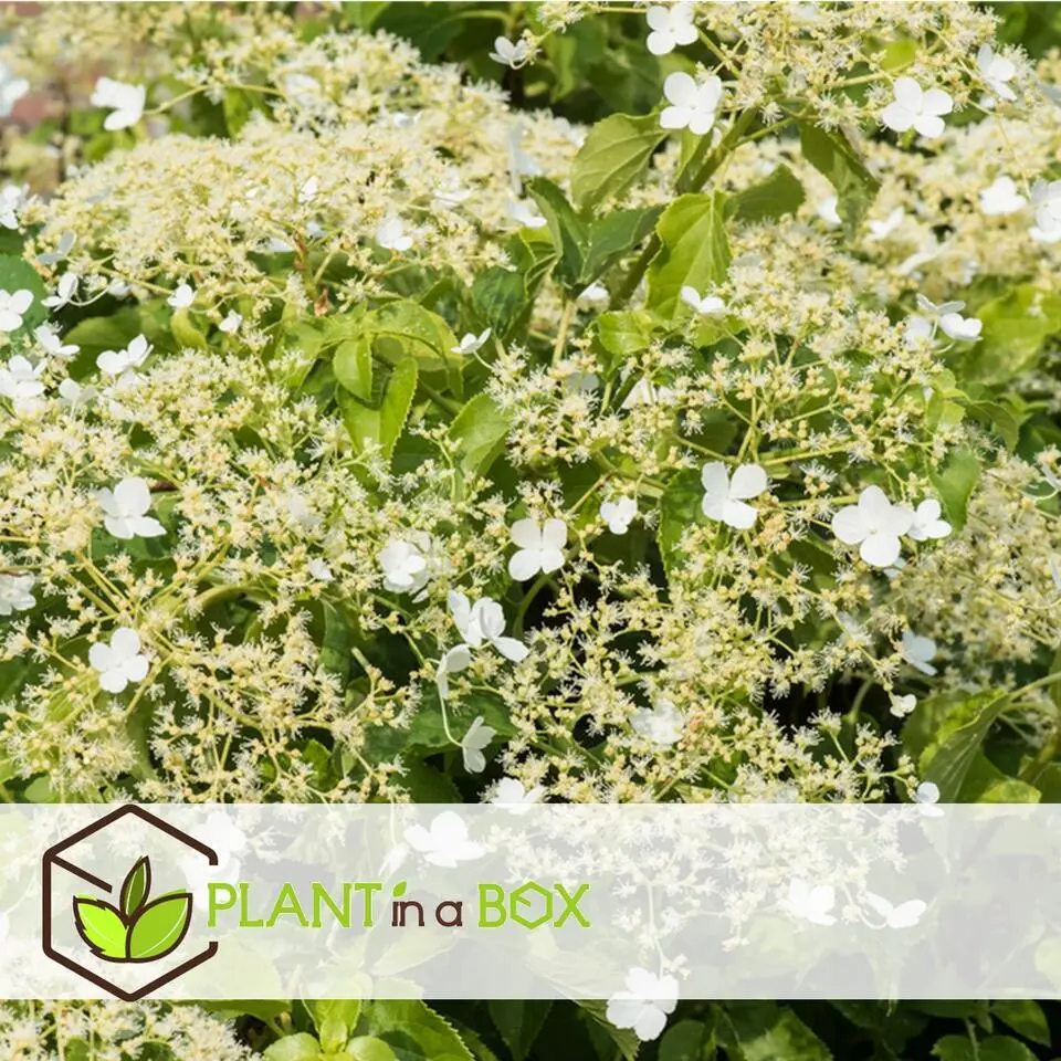 Hortensia - Set van 3 - Hydrangea anomale petiolaris - Hoogte 25-40cm - ⌀9cm