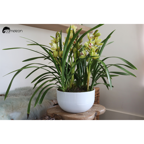 Orchidée Cymbidium Anna 3 tiges - pot D12cm