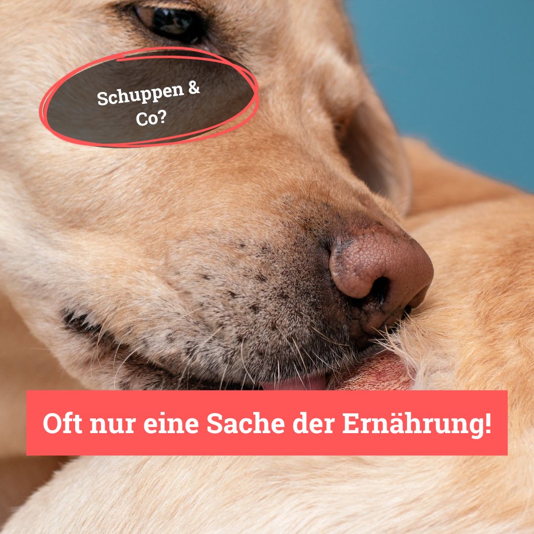 BeG Buddy Haut & Fell Express für Hunde