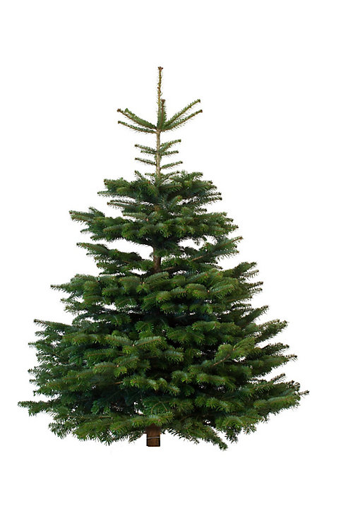 Sapin naturel Nordmann h.160/200 cm
