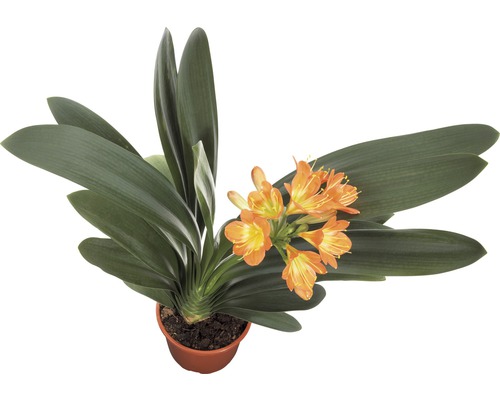 Clivia FloraSelf (Clivia miniata) H 40-55 cm Ø 13 cm pot