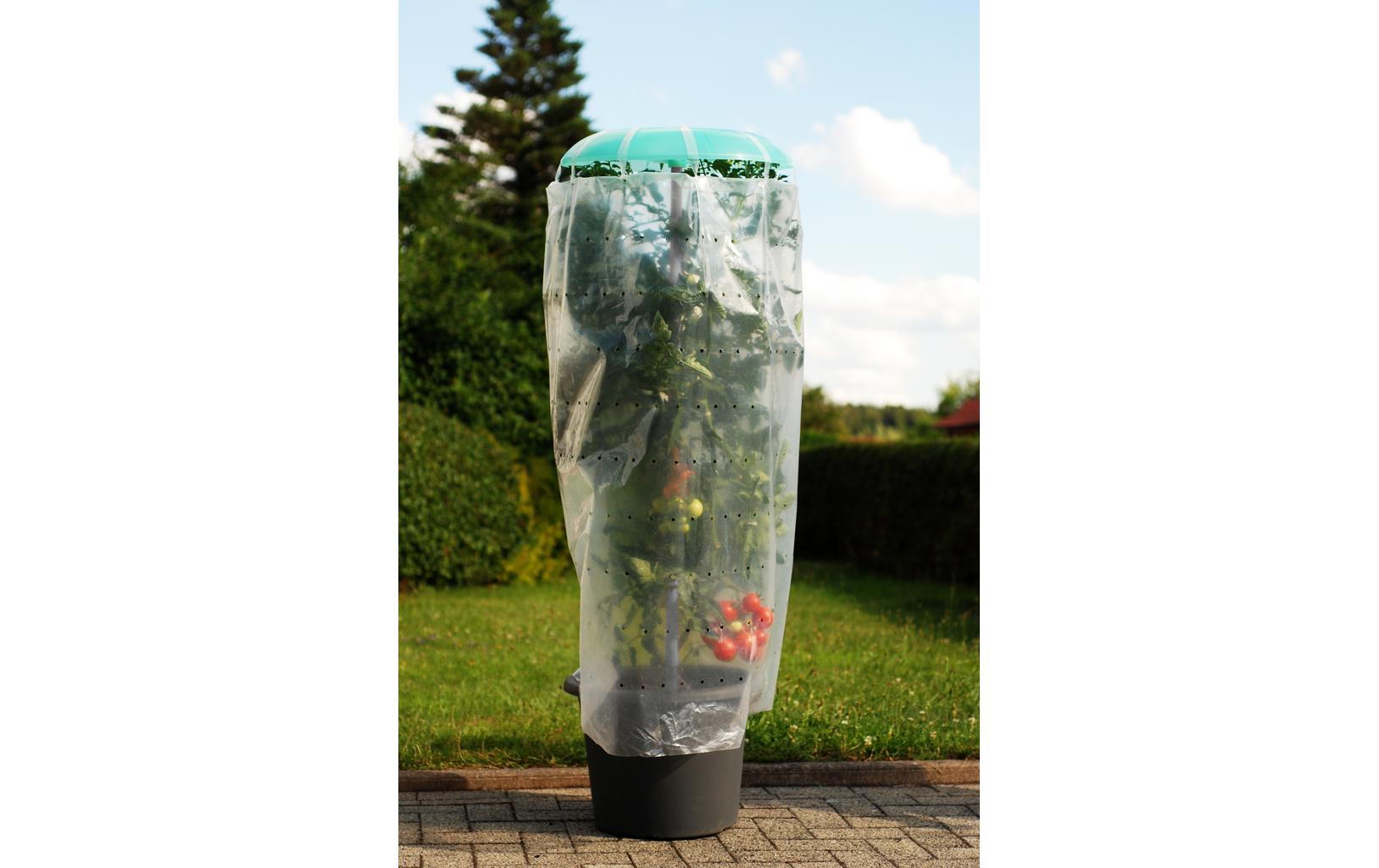 Tomatenhaus Komplettset, 2er-SetTomatenhut