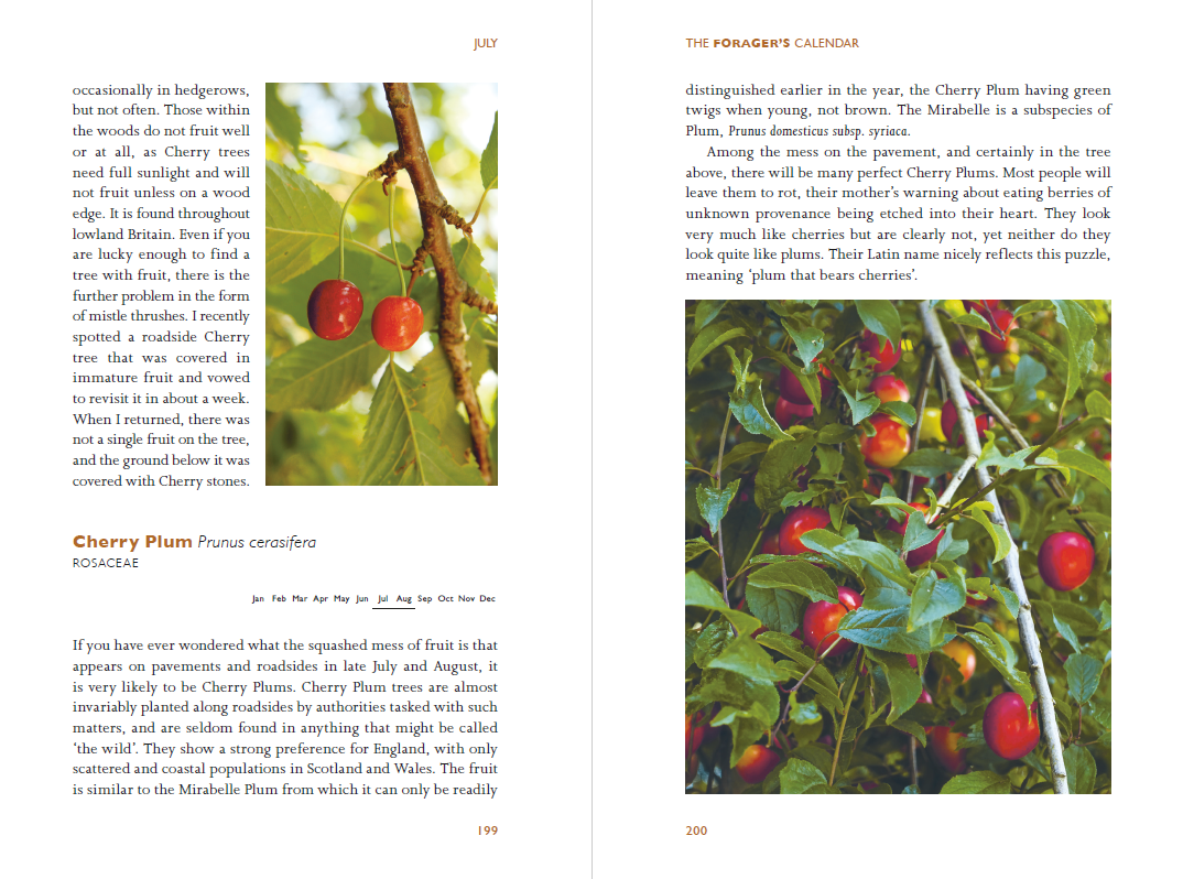 The Forager's Calendar: A Seasonal Guide to Nature's Wild Harvests (Paperback)
